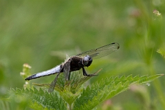 David Plant Photography - Wildlife Photography - Scarce chaser - L